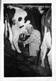 Philip Behselich milking about 1945-46.jpg