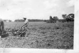 Philip west of the shed mowing hay with horse 1930s.jpg