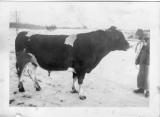 George Behsellich with 2000 pound bull late 1930s.jpg